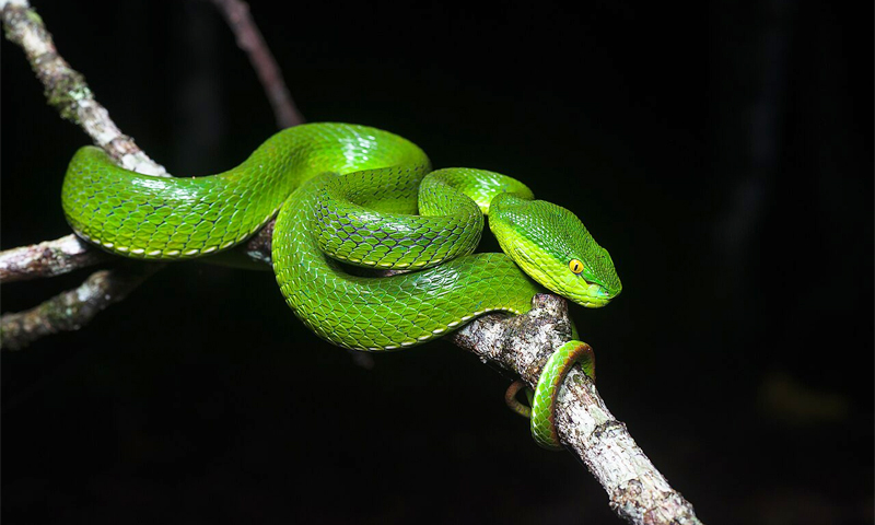 পিট ভাইপার বা বোড়া সাপ কতটা বিষধর?