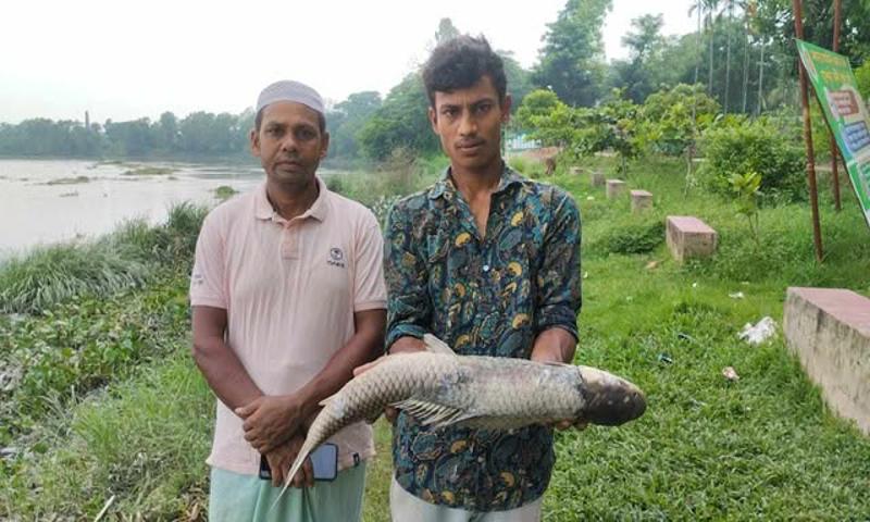 ১২ দিনের ব্যবধানে হালদা থেকে মৃত মা মাছ উদ্ধার 