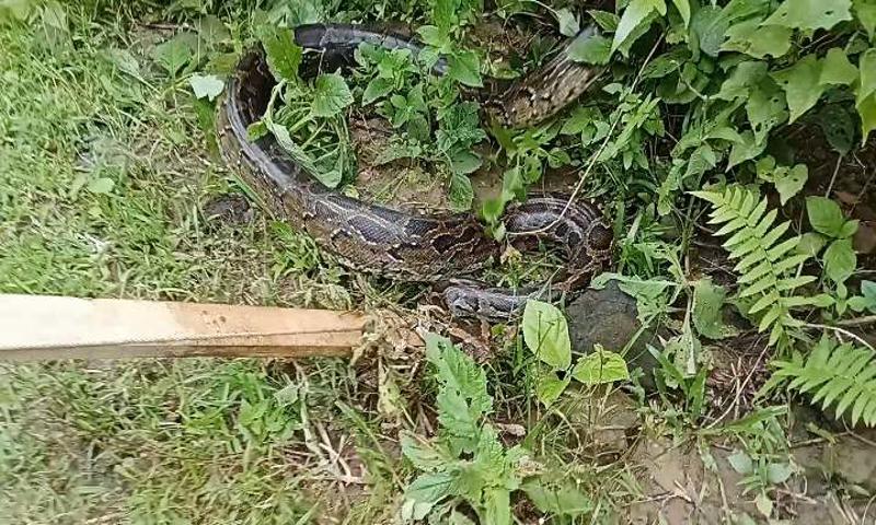 ঘুমধুমে বনে অবমুক্ত করা হলো বিশাল অজগর 