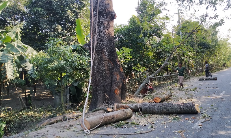 মরা গাছ কাটার টেন্ডার পেয়ে কাটা হচ্ছে জীবিত গাছ